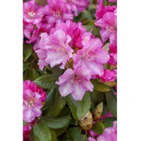 Pflanzen Für Dich Rhododendron yakushimanum 'Blurettia', rosa Blüten, 40–50