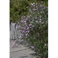 Pflanzen Für Dich Gypsophila repens 'Rosea', Teppich-Schleierkraut, rosa, ca.