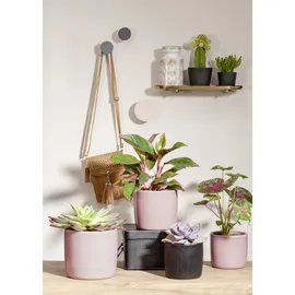 Scheurich Solido Ø 21,2 x 19,3 cm Rosea