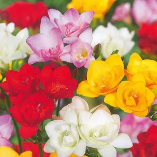 Plant in a Box - Freesien - 40 Stk - Freesia Mix - Blumenzwiebeln - Mehrfarbig