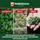 Veddelholzer All in One Bio Cannabis Dünger 0,5 l
