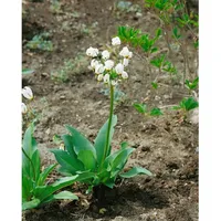 Pflanzen Für Dich Dodecatheon meadia Alba ca. 9x9 cm