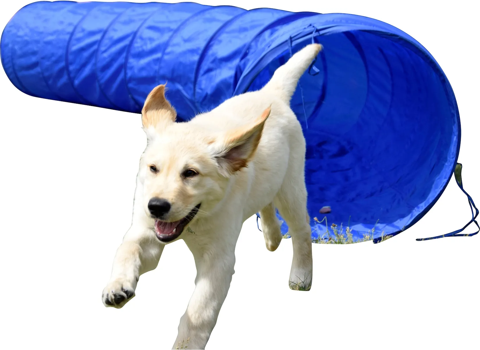 Agility Tunnel zusammenfaltbarer Tunnel für Hundesport   versch. Größen