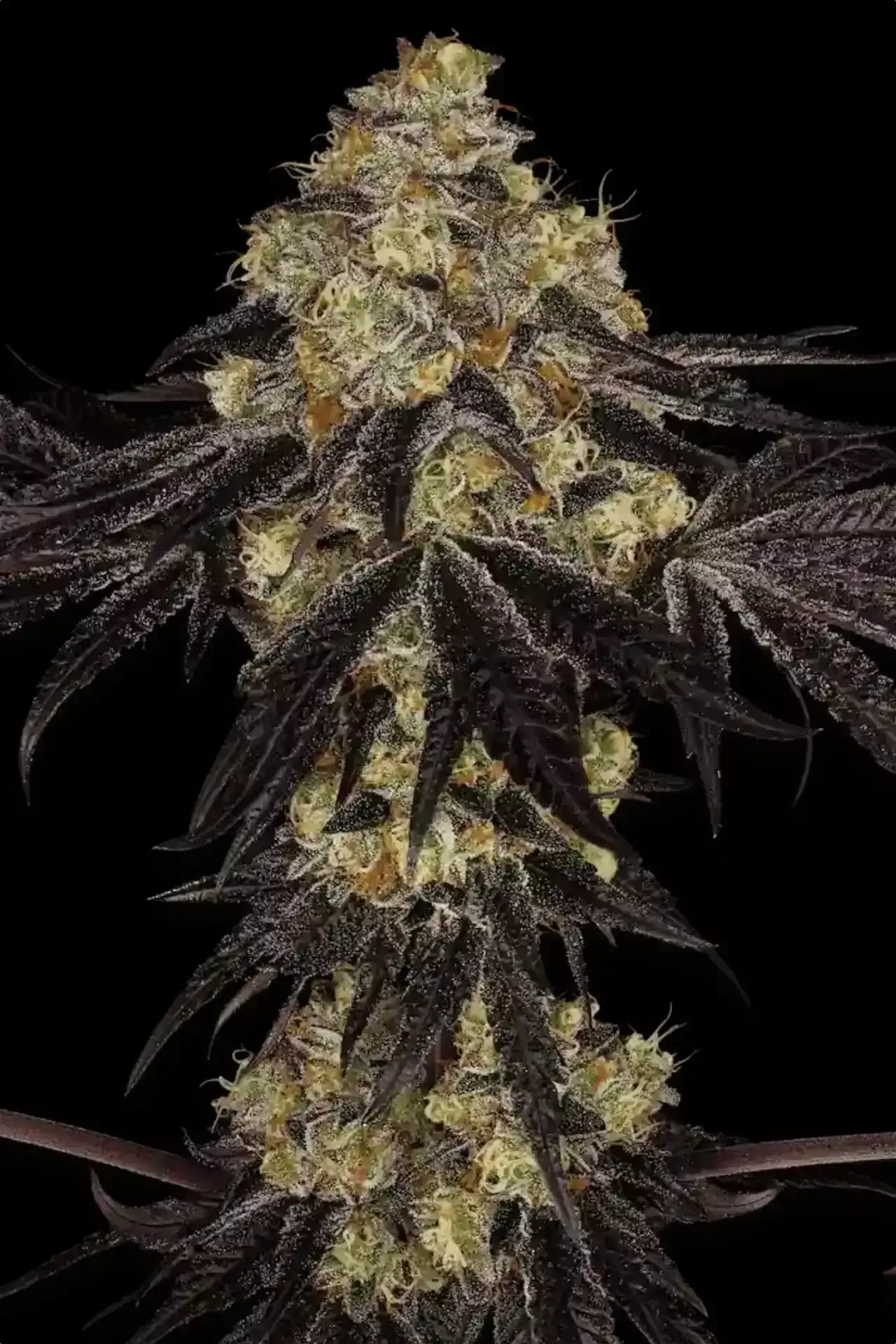 Paradise Seeds Sunset Paradise 5 Samen