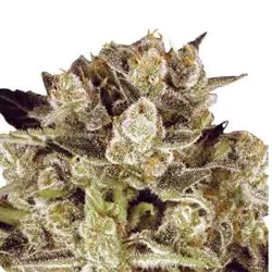 Durga Mata II CBD | Feminisierte CBD Samen von Paradise Seeds | 3 Hanfsamen