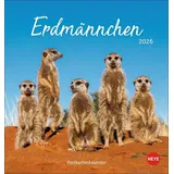 Heye Erdmännchen Postkartenkalender 2026: Jeden Monat eine süße Postkarte. Fotokalender für Tierfreunde. Kleiner Tischkalender zum Aufstellen und Aufhängen im Postkartenformat. (Postkartenkalender Heye)