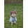 Trixie Hoodie Rainbow Falls Hundepullover 30 cm hellgrau