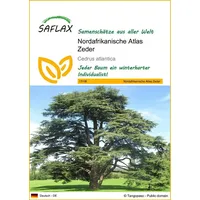 SAFLAX - Nordafrikanische Atlas Zeder - 20 Samen -