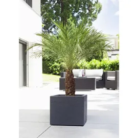 Scheurich C-Cube 240 38 x 38 x 33 cm stony black