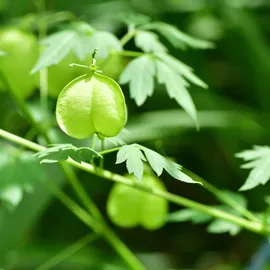 Rausch Sensitive-Conditioner mit Herzsamen 150 ml