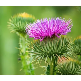 Gewöhnliche Eselsdistel (Onopordum acanthium) Samen. Krebsdistel, Wolldistel (250 Samen = 2,0g)