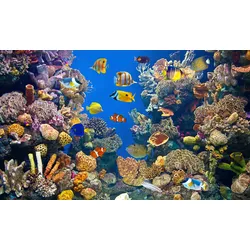 Fototapete PAPERMOON "UNTERWASSER-WELT-FISCHE KORALLE SEE MEER TIERE OZEAN", bunt, B:4,00m L:2,60m, Vlies, Tapeten