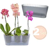GarPet 2x Orchideentopf Transparent Orchideen Übertopf Pflanztöpfe Übertöpfe für Orchideen aus Kunststoff Innen Elegant Durchsichtig Orchideentopf groß rauchfarbig