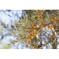 Pflanzen Für Dich Hippophae rhamnoides, Sanddorn, 40–60 cm