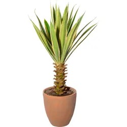 Creativ green Künstliche Zimmerpflanze »Yucca im Terracottatopf« Creativ green grün