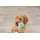 Trixie Junior Mini-Hantel 10 cm mint