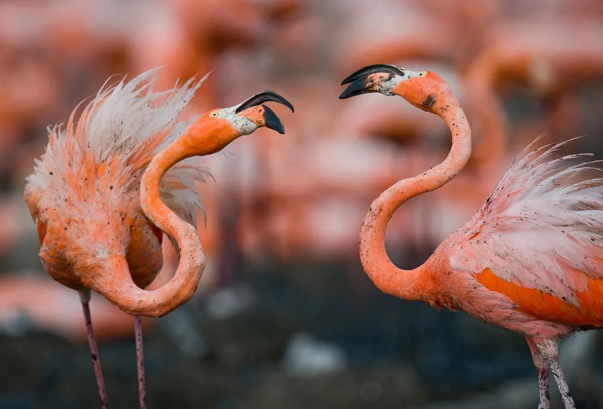 PAPERMOON Fototapete "Karibische Flamingos" Tapeten Gr. B/L: 3,00 m x 2,23 m, Bahnen: 6 St., bunt Fototapeten
