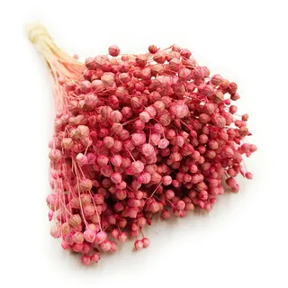 Enchanted Dekogras Getrocknetes Gras Flachs Ziergras Leinen Trockenblumen Natürlich Boho 80 Stück Rosa
