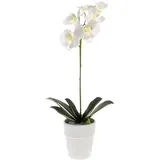 Künstliche Orchidee - Linus | 55 cm