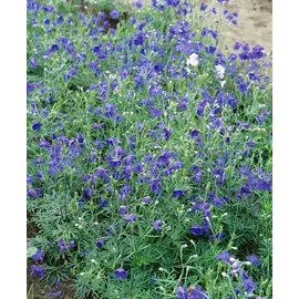 PlantaPro Delphinium grandiflorum 'Blauer Zwerg' 9x9 cm Topf – Winterhart, Mehrjährig – Rittersporn – Staude für Beet & Garten