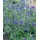 PlantaPro Delphinium grandiflorum 'Blauer Zwerg' 9x9 cm Topf – Winterhart, Mehrjährig – Rittersporn – Staude für Beet & Garten