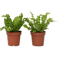 Plant in a Box Nestfarn - Asplenium nidus Crispy Wave Höhe 25-40cm