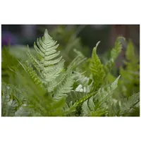 Pflanzen Für Dich Dryopteris erythrosora, ca. 9x9 cm Topf