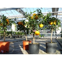 Grünwaren Citrus Yuzu 70-80 cm, Zitronenbaum Zitrone, japanische Zitrone,