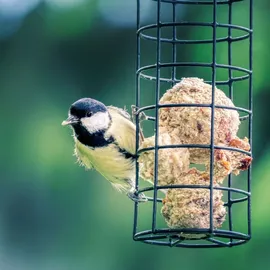 KLASEBO Meisenknödel Wildvögel 90 g