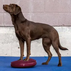 Haustier-Balancierscheibe FitPAWS – Rosa, 36 x 36 x 5 cm, für Gleichgewichtstraining und Rehabilitation