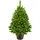 LED 40 cm