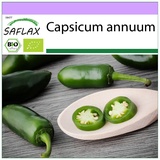 Saflax - BIO - Chili - Early Jalapeno - 20 Samen - Capsicum annuum