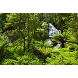 PAPERMOON Fototapete „Regenwald“ Tapeten Gr. B/L: 3,00 m x 2,23 m, Bahnen: 6 St., bunt Fototapeten