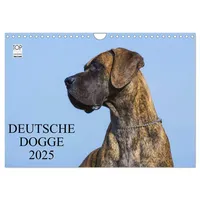 Calvendo Deutsche Dogge 2025 (Wandkalender 2025 DIN A4 quer),