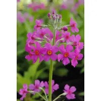 Pflanzen Für Dich Primula beesiana, Orchideenprimel ca. 9x9 cm