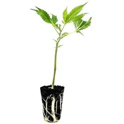 THC-Stecklinge - Platinum Chunck Cookies