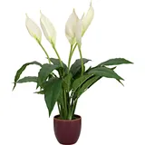 Europalms Einblatt, Kunstpflanze, 60cm