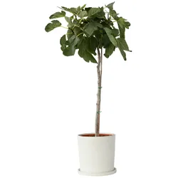 Plant in a Box Feigenbaum - Ficus Carica Höhe 70-90cm