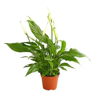 Air So Pure® Midi Einblatt - Spathiphyllum wallisii, Grün, Weiß