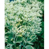 Pflanzen Für Dich Staude Sedum telephium Frosty Morn, 1 St., Hohe Fetthenne, Fetthenne rosa