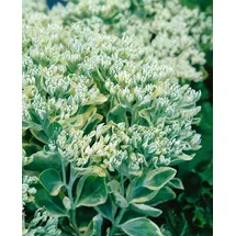 Pflanzen Für Dich Staude Sedum telephium Frosty Morn, 1 St., Hohe Fetthenne, Fetthenne rosa