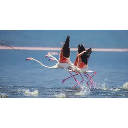 Fototapete PAPERMOON "Flamingos heben ab", bunt, B:3,50m L:2,60m, Vlies, Tapeten