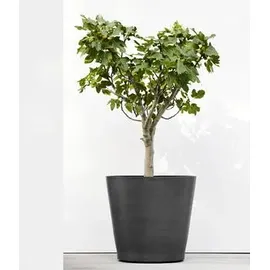 Ecopots Amsterdam Ø 80 x 75 cm Dunkelgrau
