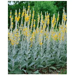Verbascum bombyciferum 'Polarsommer', silbrig, ca. 9x9 cm Topf