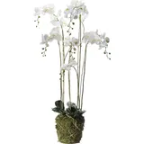 Künstliche Orchidee - Marie | 145 cm
