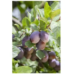 Prunus domestica 'Herman', Pflaume, 150–200 cm, süß und saftig