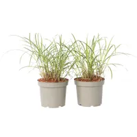 Plant in a Box - Chinaschilf Zebrinus - 2