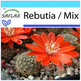 Saflax - - Rebutia - 40 Samen - Mit Geschenkbox, Karte, Etikett und Anzuchtsubstrat