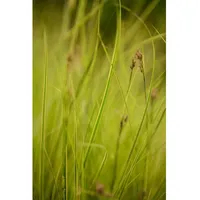 Pflanzen Für Dich Carex brunnea Honeymoon Ziergras, 2 Liter