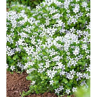 BALDUR Garten 3x Weiße winterharte Isotoma "White Splash", Pflanzen im 9x9 cm-topf, blühender Bodendecker, winterharte Staude, mehrjährig, blühend, Isotoma fluviatilis